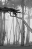 Monterey cypress in fog, Pacific Grove, 2014 (#31413.12)