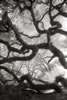 Los Osos oaks, 2014 (#3144.33)