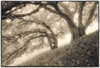 Oaks in fog, Briones Park, lith print, 2015 (#31510.34)