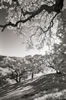 Hills and oaks, EBMUD watershed, #1, 2015 (#3152.19)