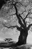 Picnic table, Sobrante Ridge Preserve, 2014 (#31410.21)