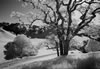 Black Oak Trail, Briones Park, 2016 (#3163.33)