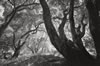 Oak grove, Briones Park, 2016 (#3166.34