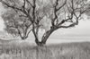 Olive trees and Ionian Sea, Kefalonia, Greece, 2018 (#3182.16)