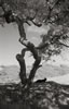 Ferdinand's hideaway, Briones Park, 2018 (#3183.21)