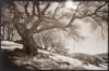 Bob Walker Ridge, Morgan Territory Preserve, lith print, 2004 (#3044.16)